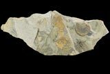 Rare, Fossil Cockroach (Syscioblatta) & Bivalves - Kinney Quarry, NM #80427-1